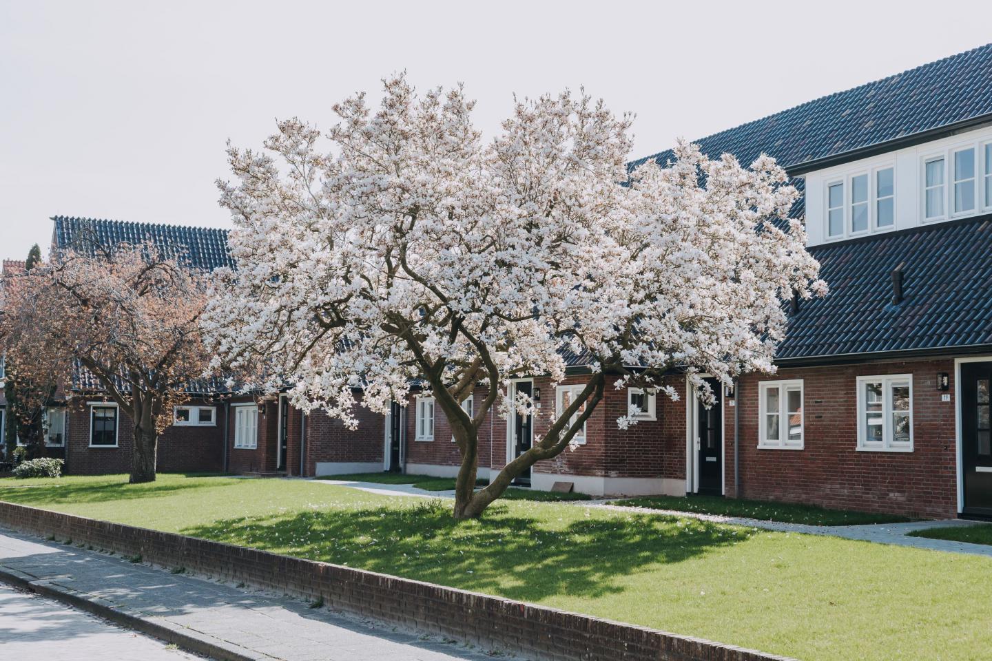 Rijwoningen met bloeiende boom op voorgrond